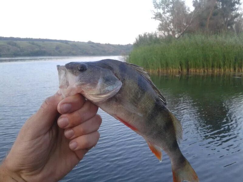 Рыбалка в луганском. Стерляговка хлевенский район. Рыбы северского донца в ростовской области. Северский донец клев леша. Северский донец рыбалка.