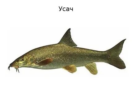 Усач рыба
