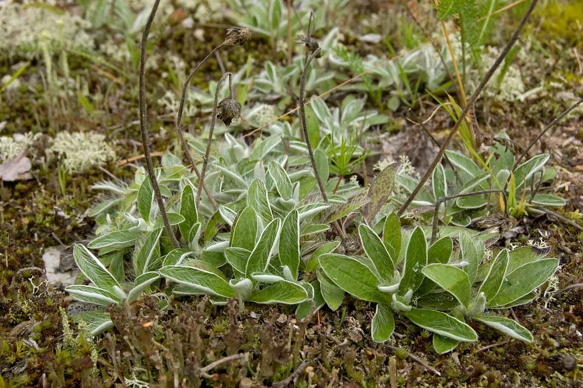 Сел растение. Pilosella officinarum. Северные травы. Пилоселла лекарственная. Северные травы фото.