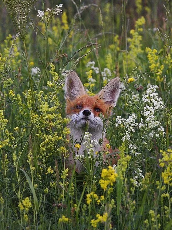 кошка в кустах. кошка лето. черный кот охотится. кот затаился в траве. животные в засаде.