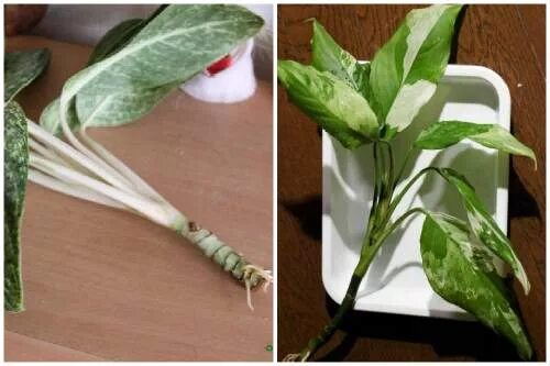 Растение аглаонема размножение. Аглаонема размножение черенками. Аглаонема корни. Как укоренить аглаонему. Аглаонема корни.