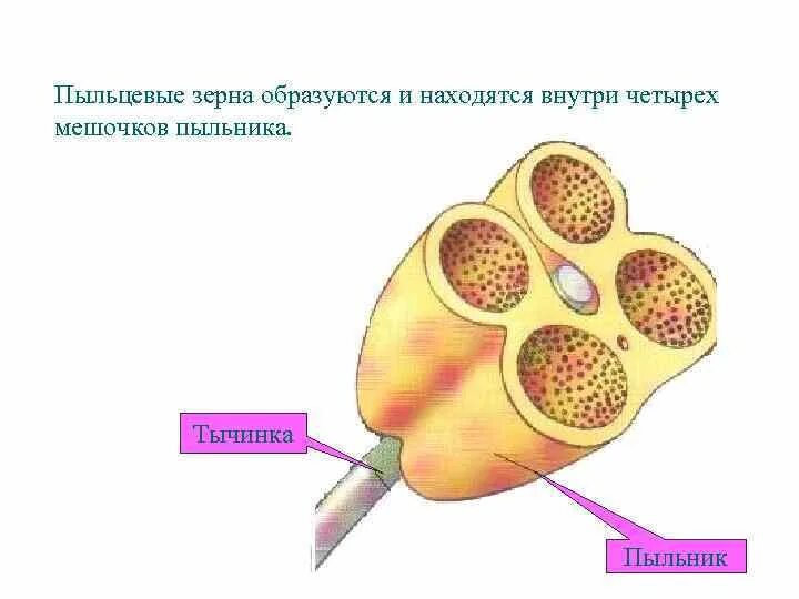 Пыльца образуется в тычинок. В пыльцевых зёрнах в пыльниках тычинок. Пыльцевое зерно образуется. Пыльцевые зерна формируются в. Где образуются пыльцевые зерна.