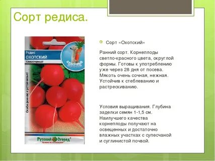 Редиска календарь