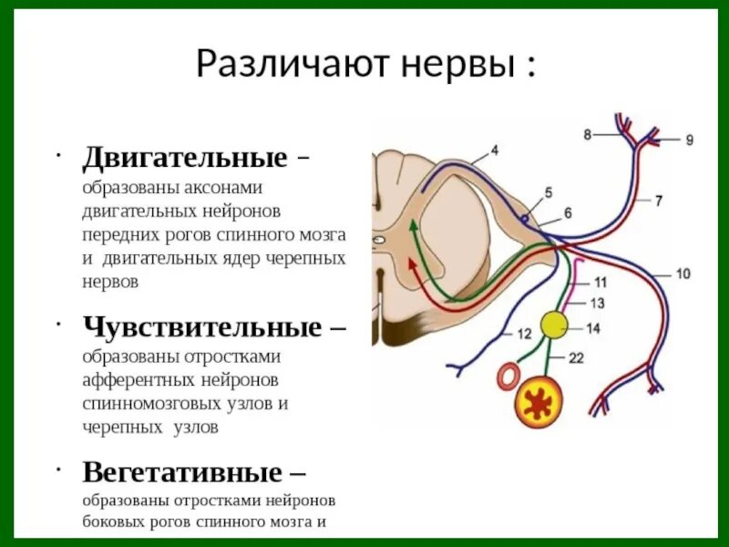 Двигательные Нейроны глазодвигательного нерва. Периферический двигательный Нейрон схема. Центральный двигательный Нейрон схема. Двигательные волокна лицевого нерва. Нервные узлы и нейрон