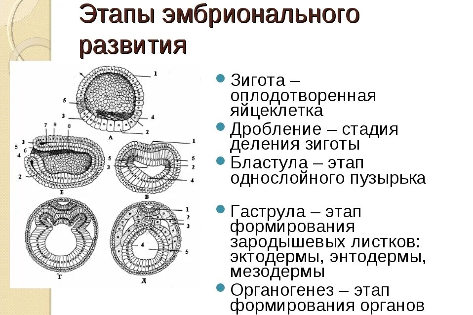 Эмбриональное развитие человека в основном. Этапы эмбрионального развития схема. 3 Этапа эмбрионального развития. Этапы эмбрионального развития 6 этапов. Гаструляция зиготы.