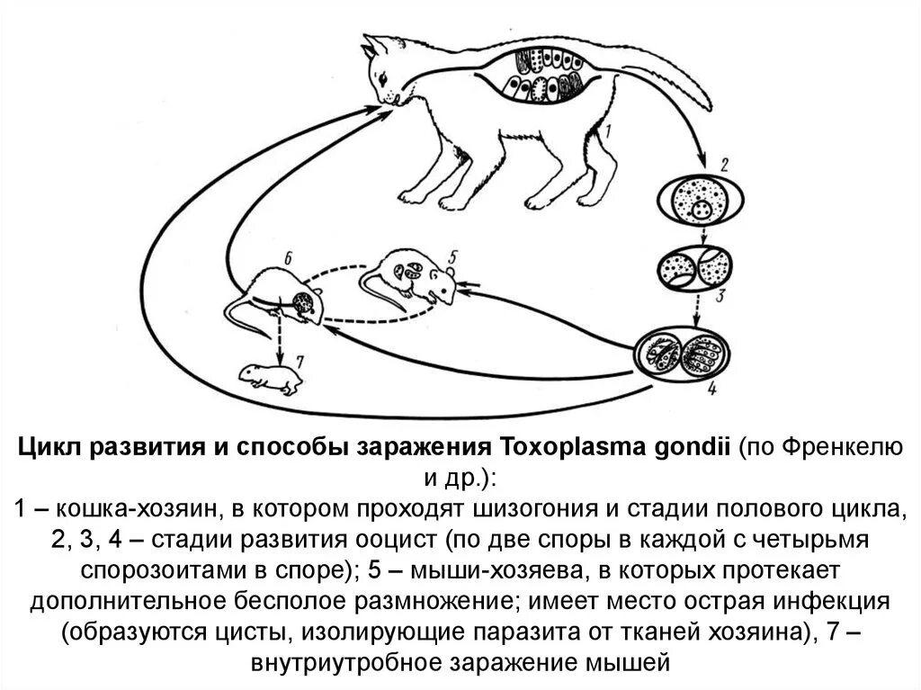 Цикл развития токсоплазма Гонди. Цикл развития токсоплазмы схема. Жизненный цикл токсоплазмы. Инвазионная для человека стадия жизненного цикла Toxoplasma gondii.