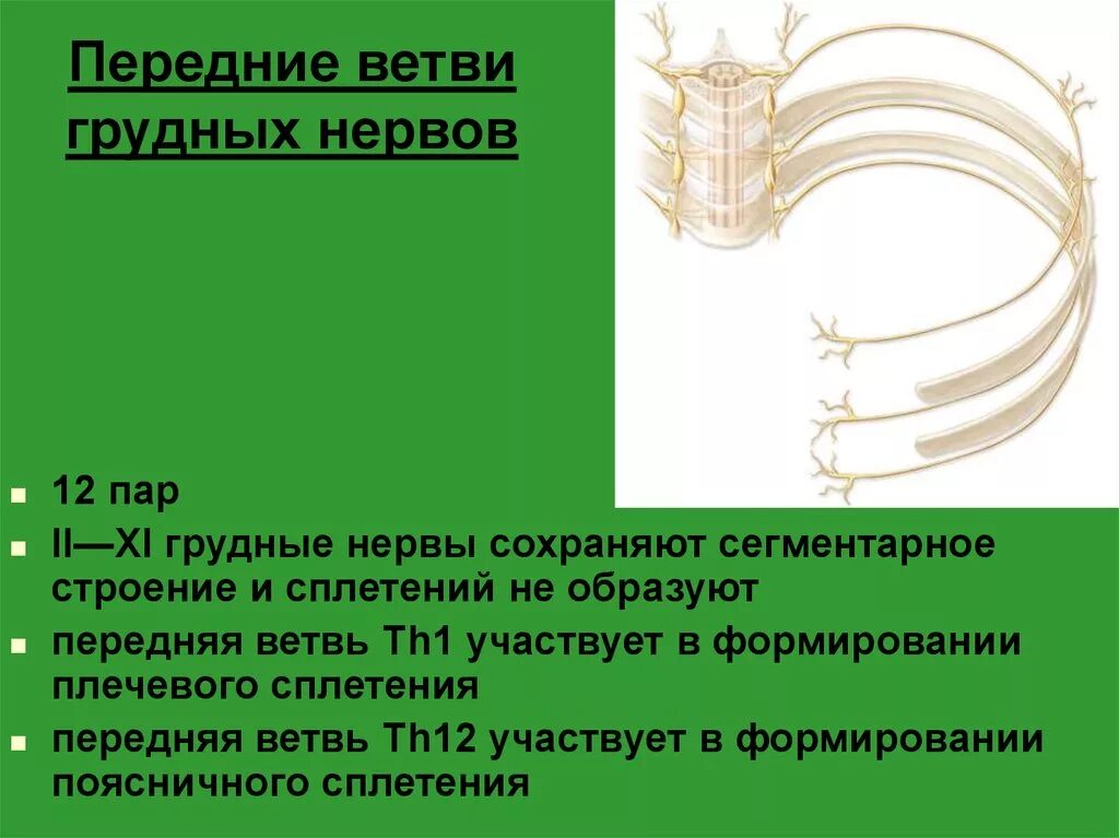 Ветви грудного спинномозгового нерва. Передние ветви грудных нервов. Передние грудные нервы. Передние ветви грудных спинномозговых нервов.