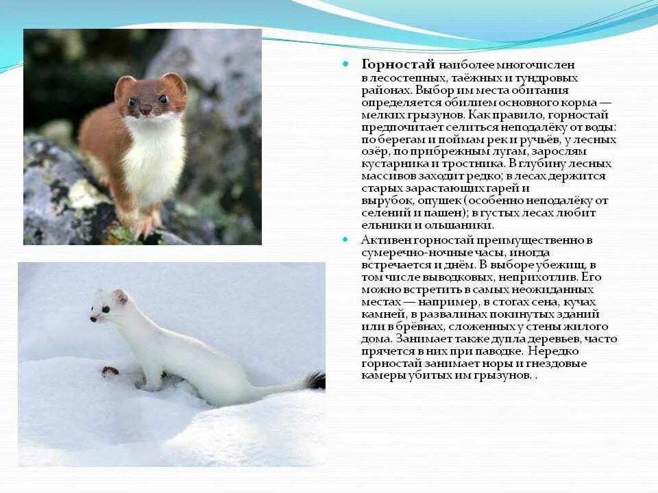Ласка информация: найдено 81 изображений