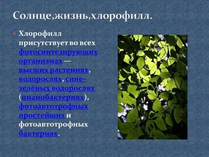 Хлорофилл в водорослях