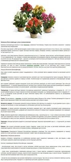 Как ухаживать за купленным каланхоэ