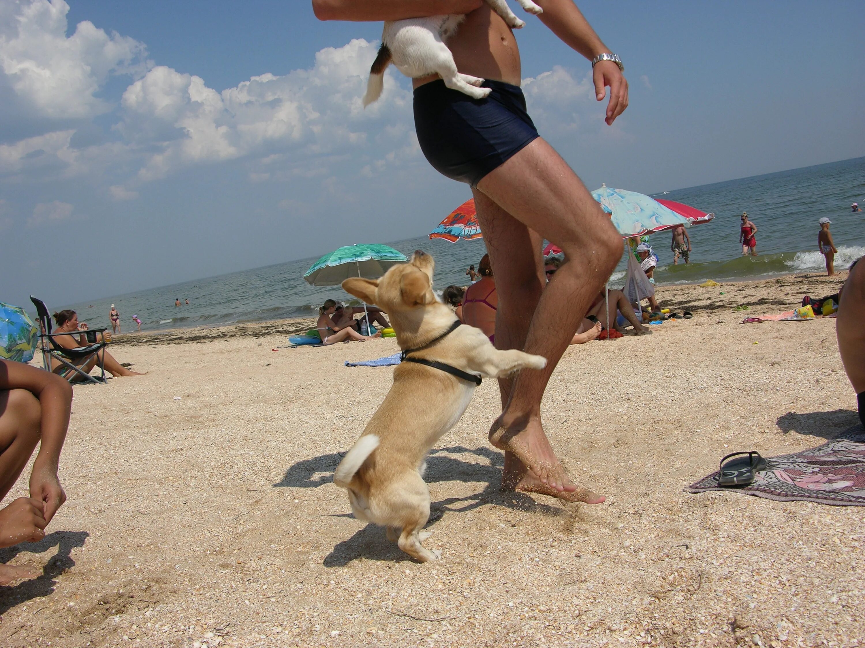 Можно ли летом. Собака на море. Собака на отдыхе. Собака на пляже. Собака отдыхает.
