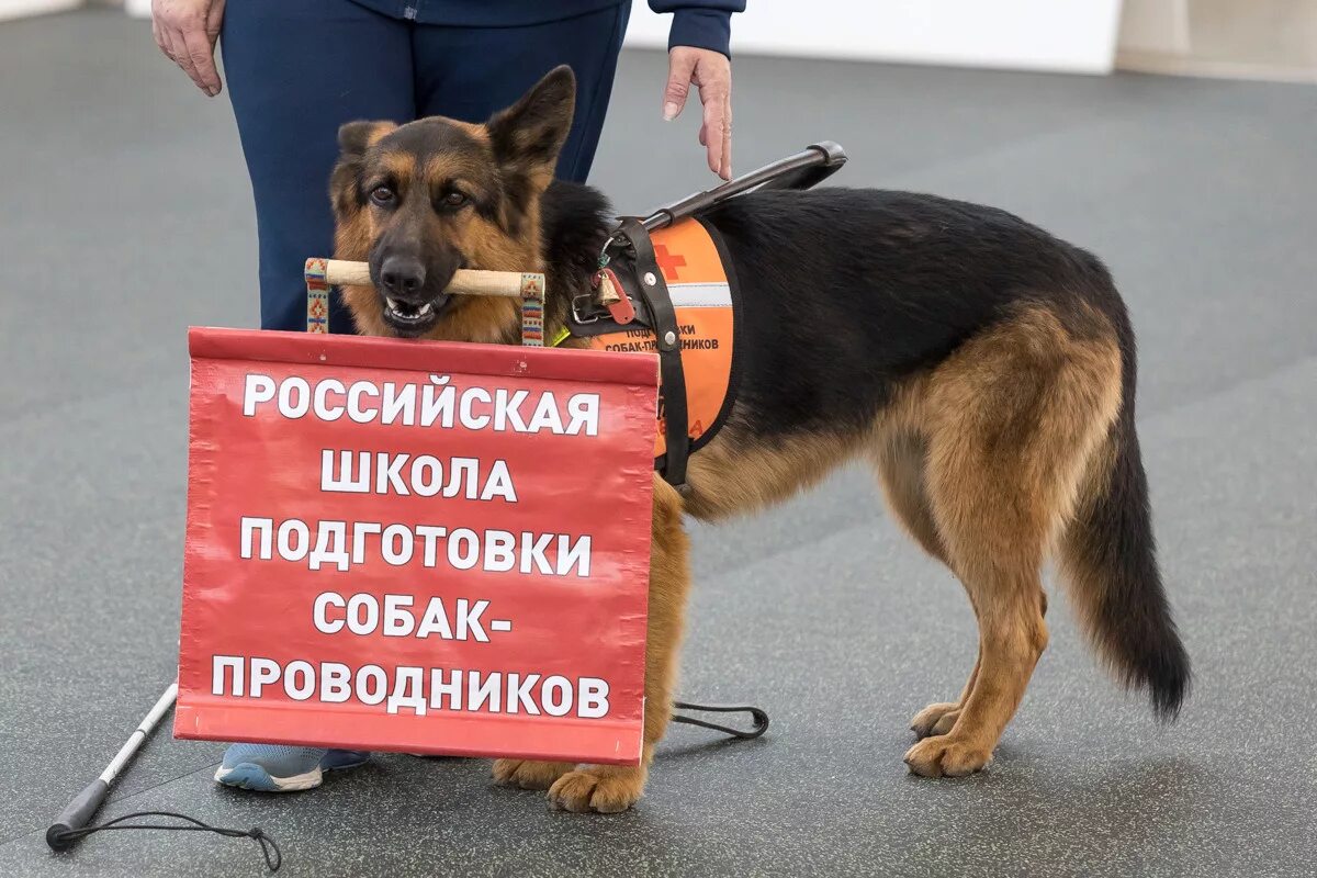 Поводырь рассказ на дзен. Собака поводырь немецкая овчарка. Немецкие овчарки поводери. Школа собак поводырей. Школа подготовки собак поводырей.