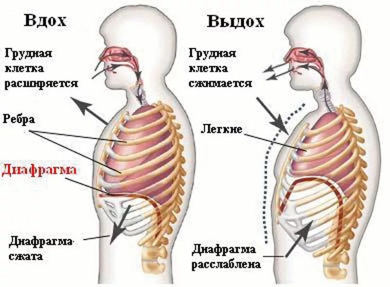 Диафрагма поднимается вверх