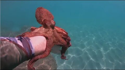 Осьминог охотится
