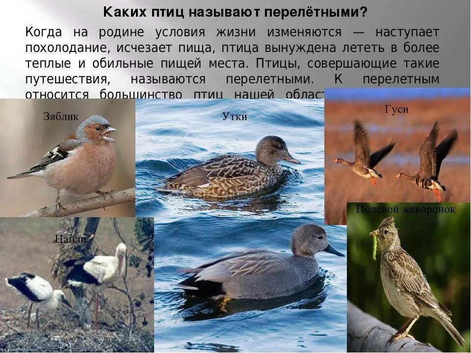 Как называется жизнь птиц. Перелётные птицы иркутской области. перелётные птицы иркутской области для дошкольников. перелетные птицы удмуртии. перелетные птицы иркутск.