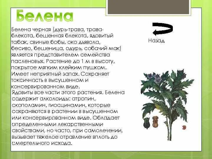 Черная трава текст. Дурь растение. Белена черная растение с корнем. Витамины для растений. Белена растение описание.