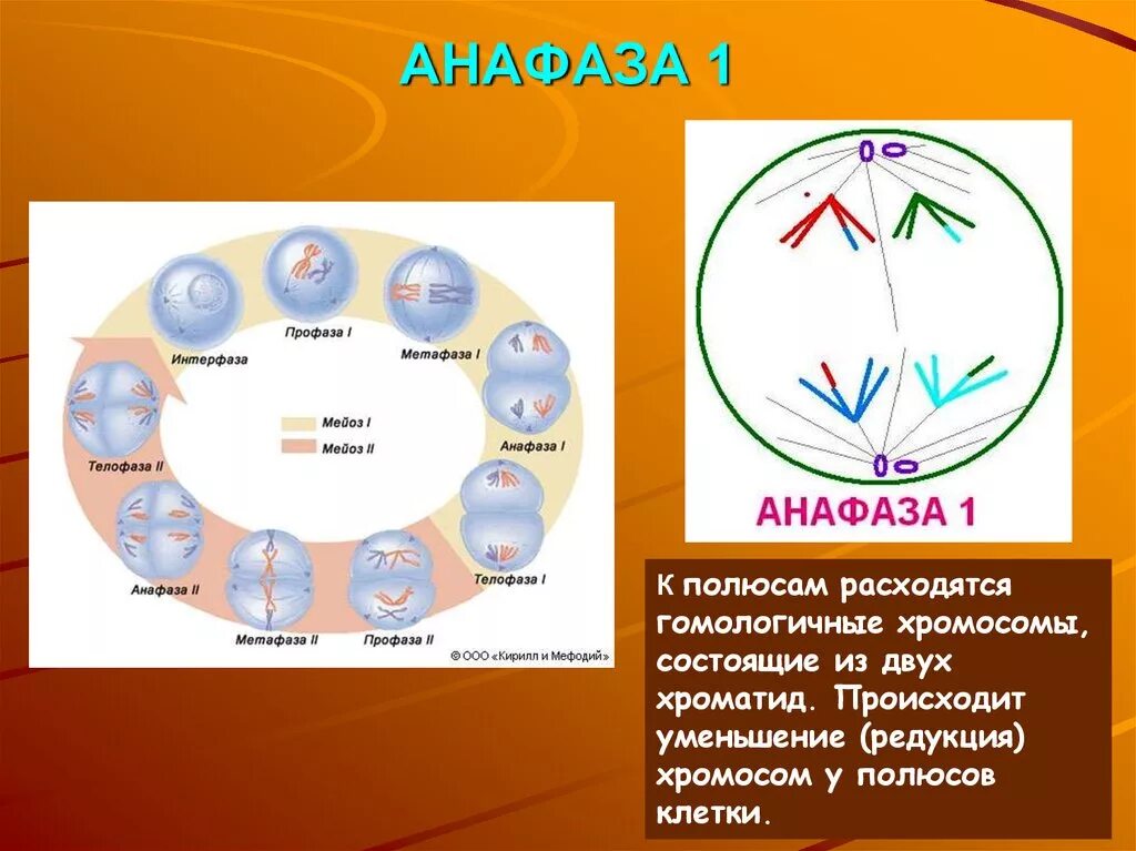 Сколько клеток в анафазе. Метафаза мейоза 2. Телофаза мейоза 2. Метафаза анафаза телофаза анафаза. Метафаза мейоза 1.