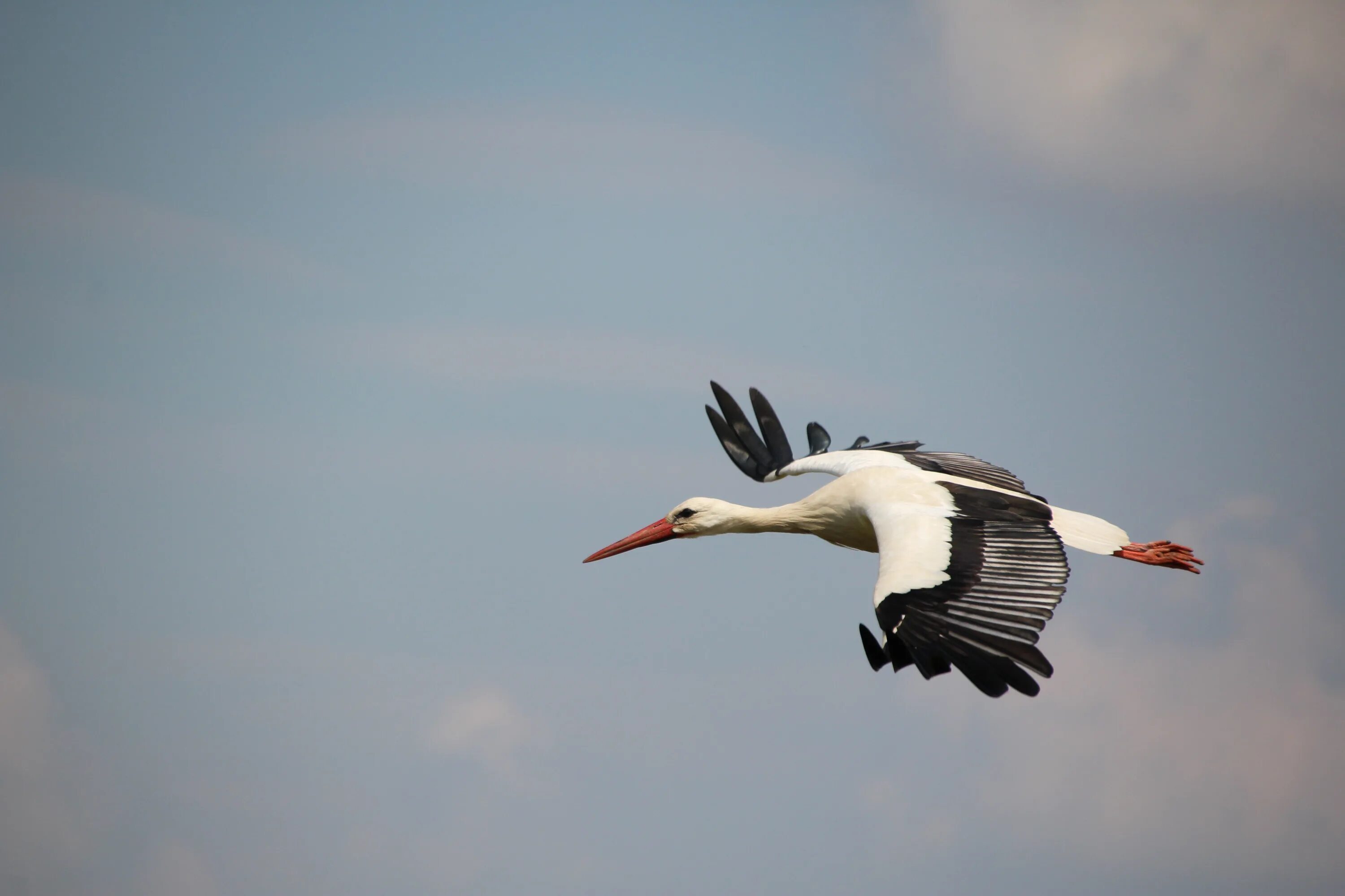 Free Images : nature, bird, wing, seabird, fly, beak, flight, feather, fauna, pl