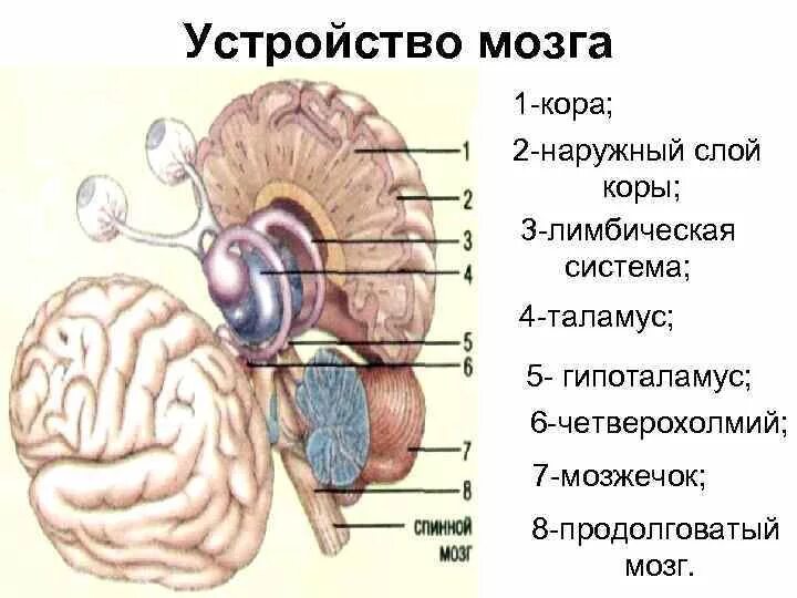 Мозг устройство информации. Устройство мозга. зрительные бугры четверохолмия. строение задних отделов головного мозга схема четверохолмия.