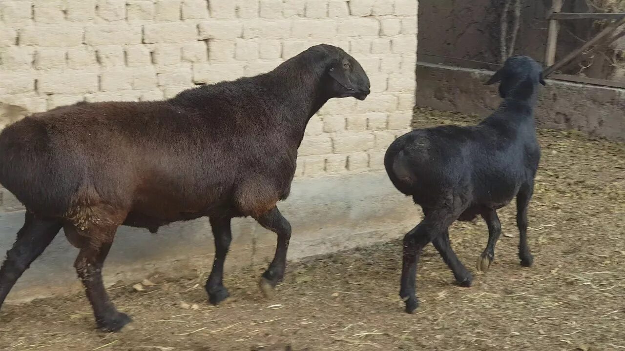 Эдильбаевская порода овец. Таджикский гиссарский баран. Конеферма в чадурлунге. Эдельбай с гиссаром бараны. Гиссарская порода баранов.