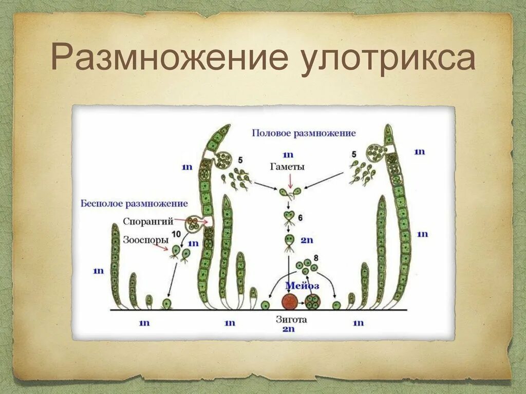 Схема размножение улотрикса биология. Цикл улотрикса половой. Жизненный цикл улотрикса схема. Жизненный цикл бесполого размножения улотрикса. Что является гаметофитом улотрикса