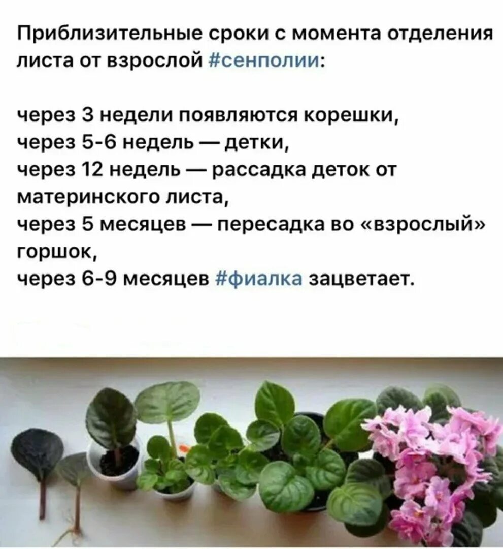 Таблица листья комнатных растений