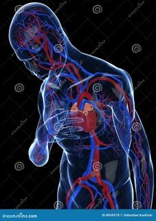 сердце нападения иллюстрация штока. иллюстрации насчитывающей биохимии - 8856978