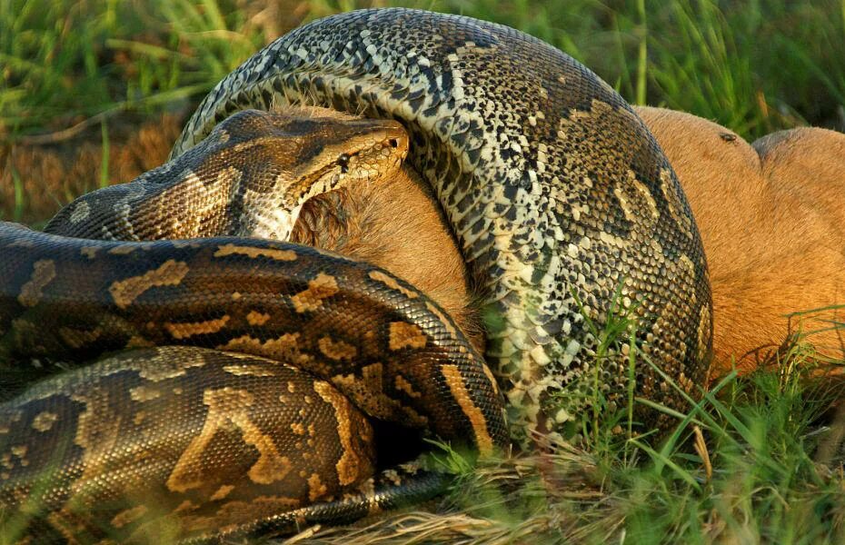 Строение змеи. Добыча змея они мои читать полностью. Добыча змея они мои читать полностью. Добыча змея они мои читать полностью. Богомол против змеи.