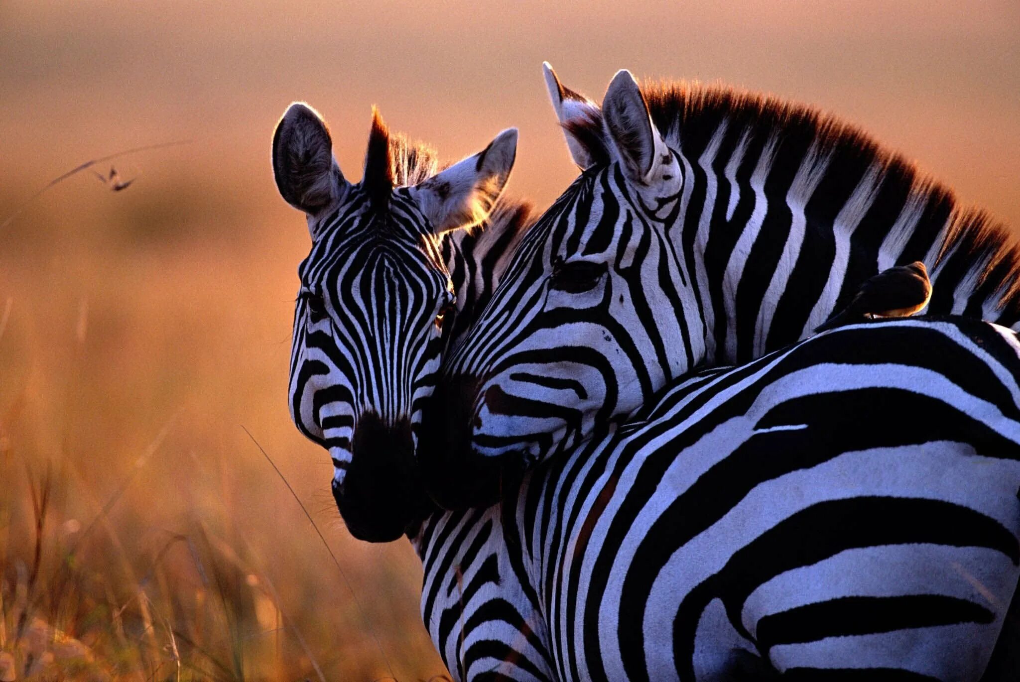 Зебра. Животные пары. Зебра любовь. Красивая Зебра. Общение в мире животных