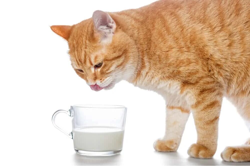 The cat drunk its milk. Рыжий котенок с чашкой молока. домашний кот и молоко фото. cat is drinking milk. иншакова кот молоко.
