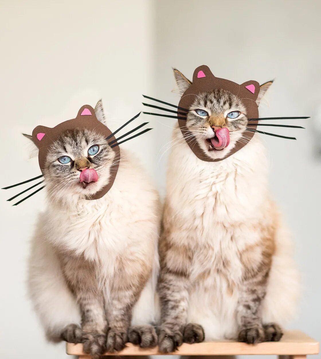 кошачий дуэт рисование в детском. дуэт кошек. комический дуэт котов. россини новомосковск. джоаккино россини кошачий дуэт.