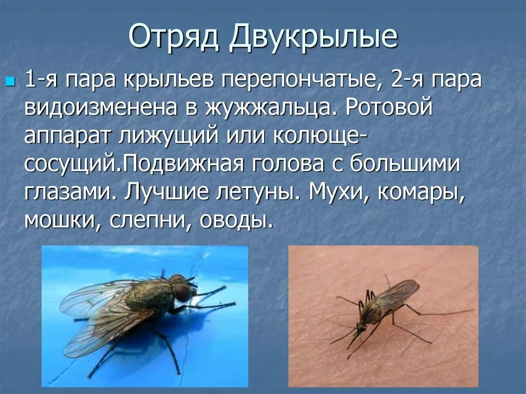Значение двукрылых. Презентация отряд двукрылые комары. отряд двукрылые представители. жужжальца у двукрылых насекомых это. идиоадаптации двукрылых.
