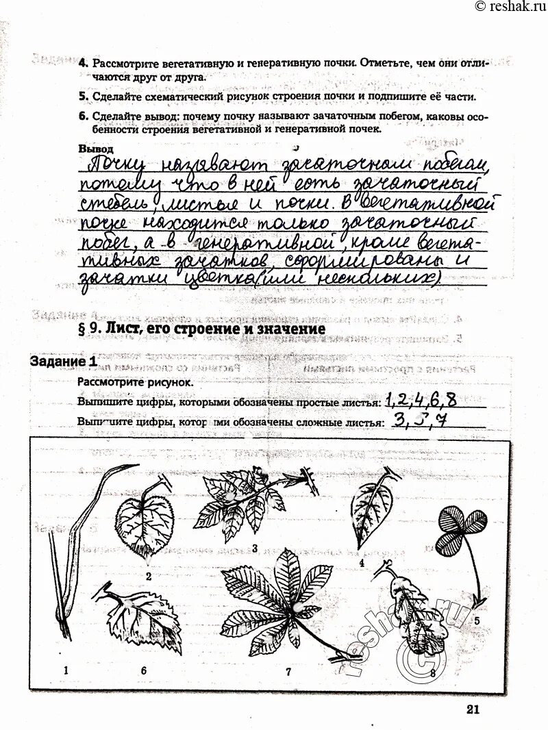 Зачаточный побег. Строение генеративной почки рисунок. Строение генеративной почки 6 класс биология. Строение вегетативной листовой почки. Рассмотрите вегетативную.