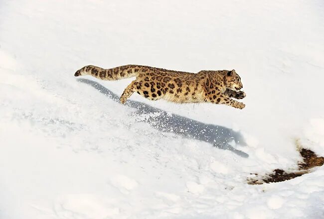 Leopards run runs fast