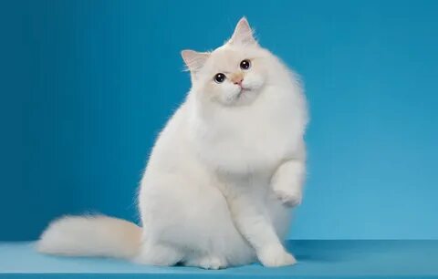 Белый кот на красном фоне