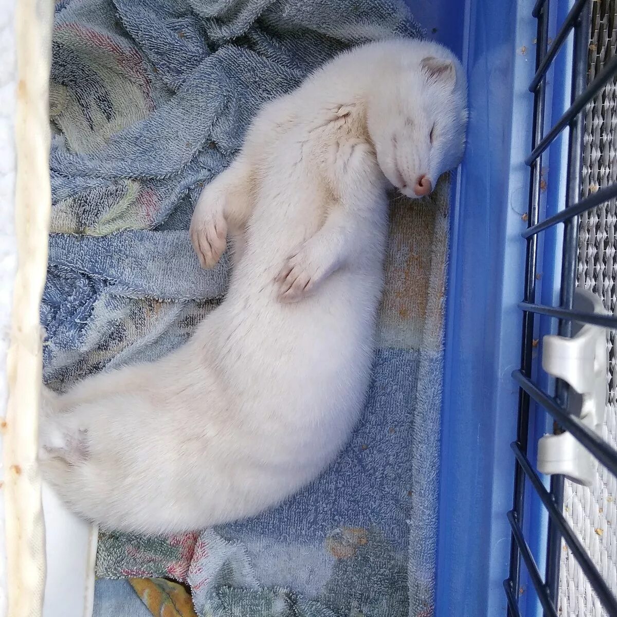 американская голубая норка. американское паломино норка. пушные звери. норковая звероферма в дании. американская голубая норка.