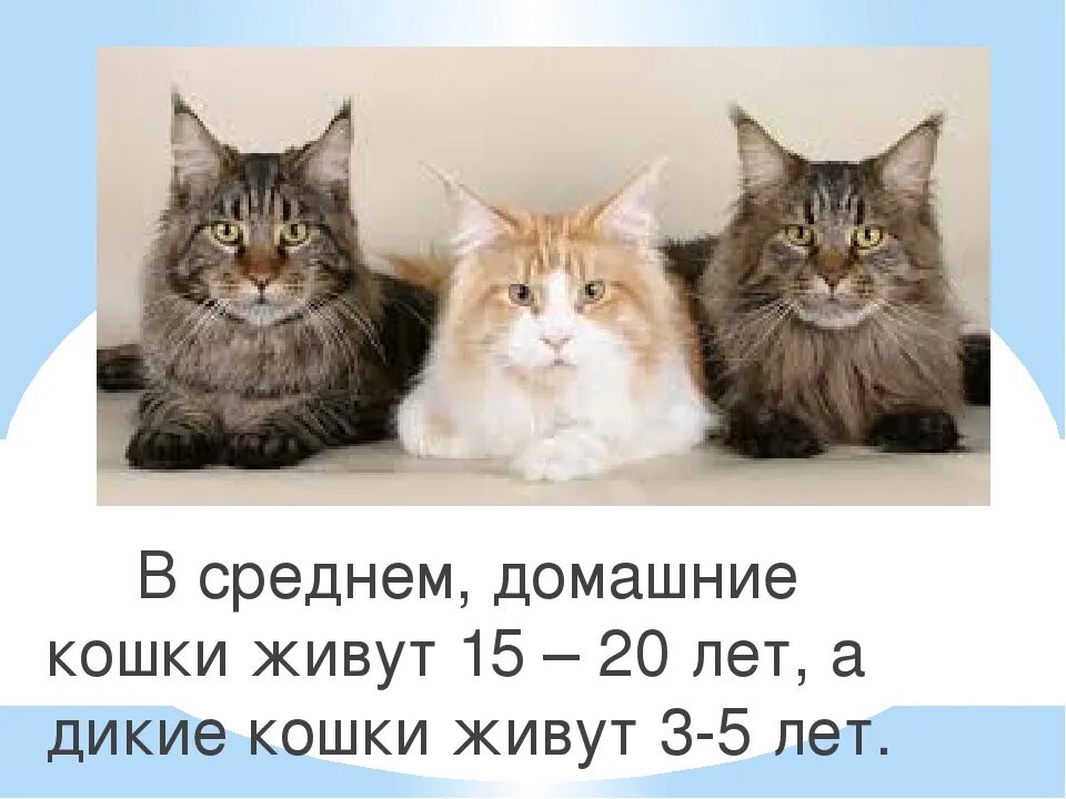 Сколько живут кошки в среднем домашних условиях. Сколько лет живут кошки. Год кошки. Сколько живет домашняя кошка. Сколько лет живёт кошка домашняя.