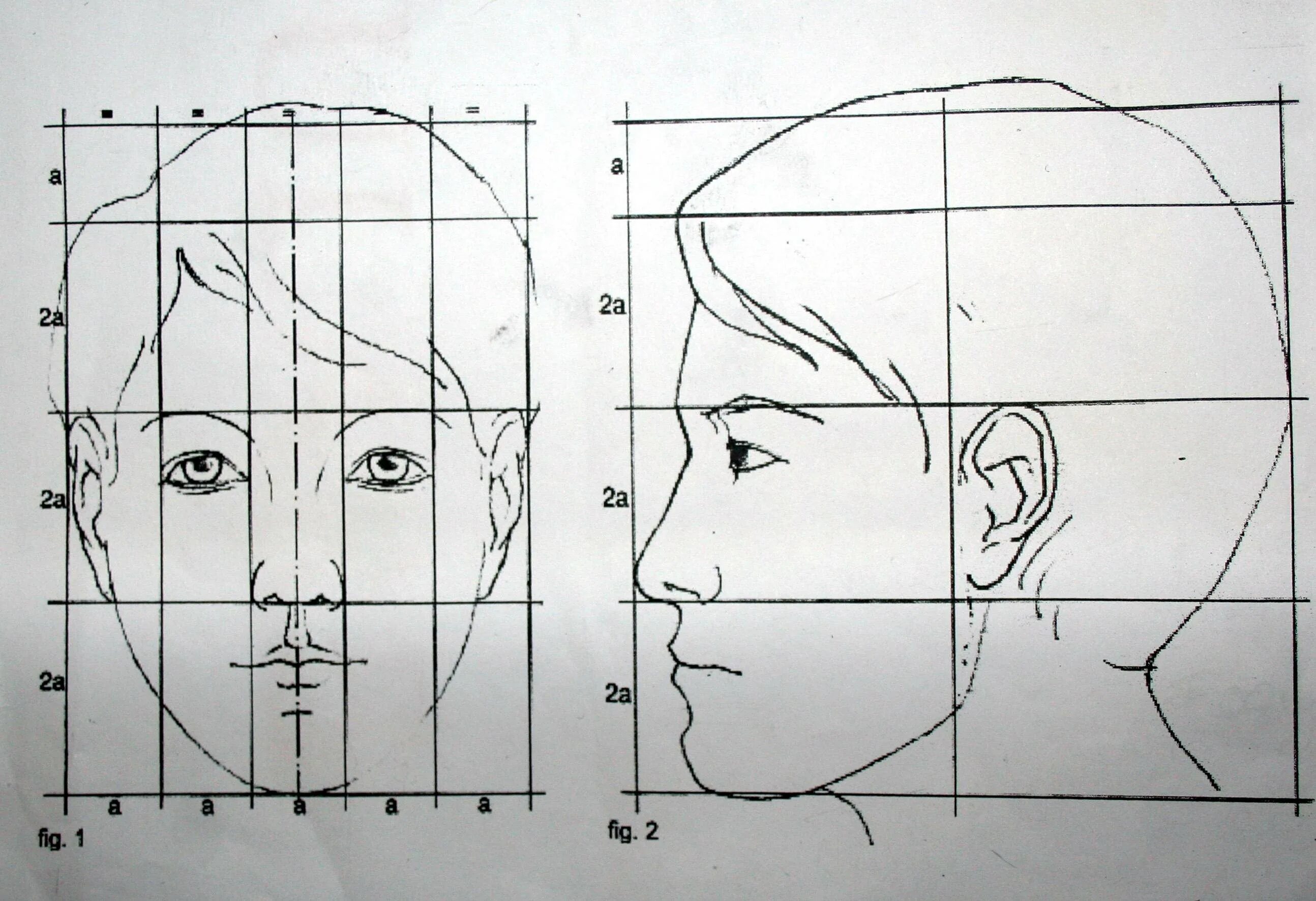 Пропорции портрета человека профиль. Пропорции лица человека профиль и анфас. Портрет (конструкция головы человека. Анфас, профиль). Пропорции головы человека рисунок.