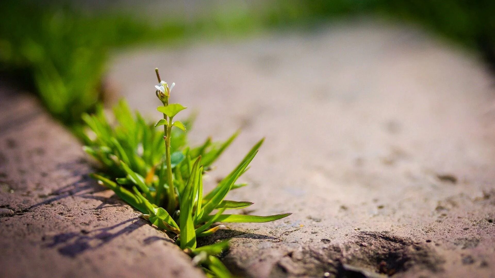 Салат латук египет. Пробилась зелень. Зеленая трава. Киндзмари. Весенняя зелень.