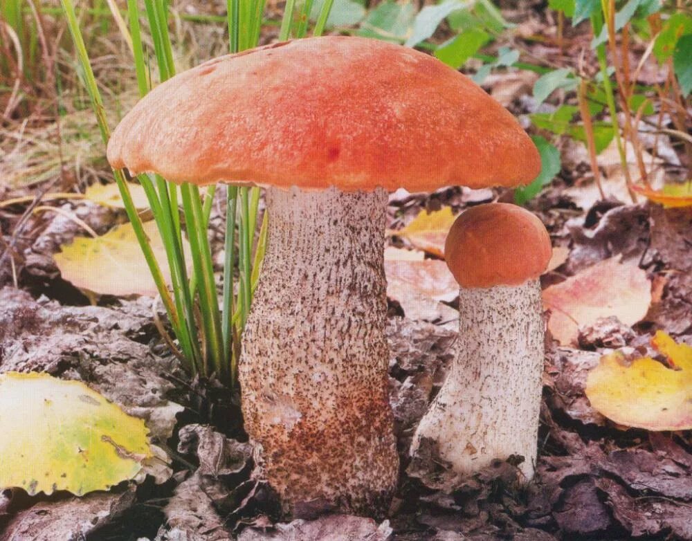 Гриб подосиновик большой. Подосиновик красноголовик. Подосиновик красный (Leccinum aurantiacum). Подосиновик красный обабок красноголовик. Гриб Agaricus Subrufescens.