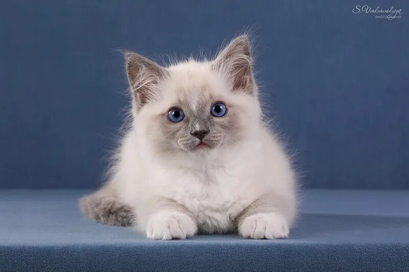 длинношерстный рэгдолл. сиамский рэгдолл. кот ред дол. рэгдолл (тряпичная кукла). котята породы рэгдолл.