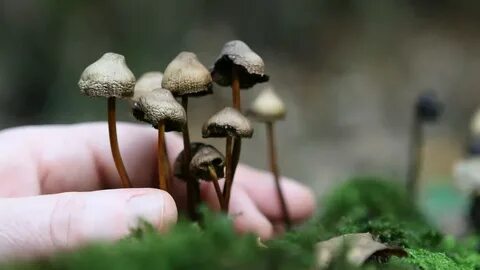 Маленький гриб 41 глава