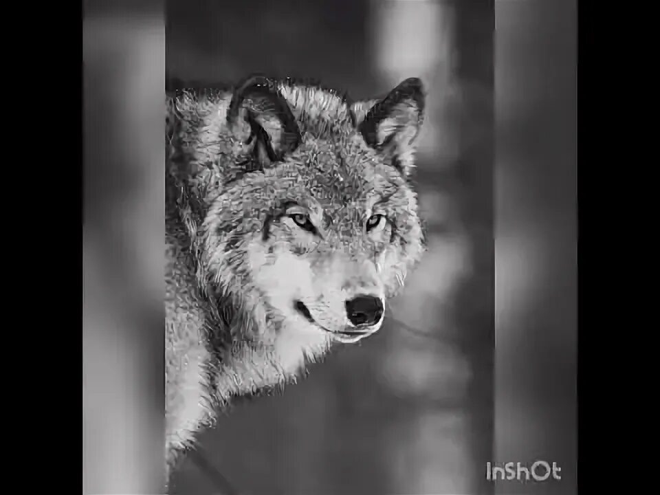 Слушать песни одинокий волк лучшие. Слушать песни одинокий волк лучшие. Волк шансон. Розенбаум с волком фото. Розенбаум волк.