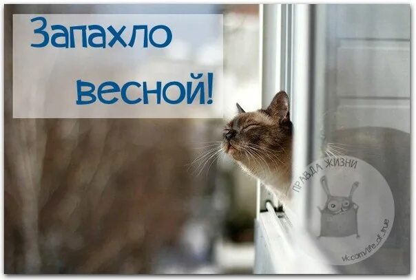 Смешные пожелания доброго утра. Веселые пожелания доброго утра. Доброе мартовское утро с юмором. Хорошего дня прикольные. Кот на дереве.