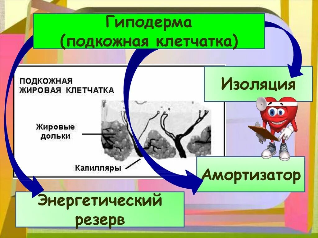 Гиподерма строение и функции. Гиподерма. Функции гиподермы. Энергетический резерв кожи. Надкожица.