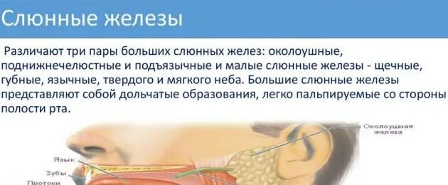 Почему текут слюни изо рта у взрослого. Слюни во сне у взрослого причины. слюнотечение во сне у взрослых причины. почему во сне течёт слюна изо рта.