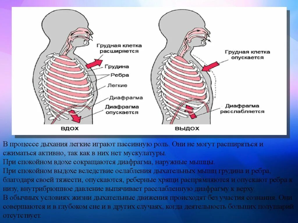 Дыхание грудной клеткой. Движение грудной клетки при дыхании. Грудная клетка на вдохе и выдохе. Грудная клетка и легкие вдох.