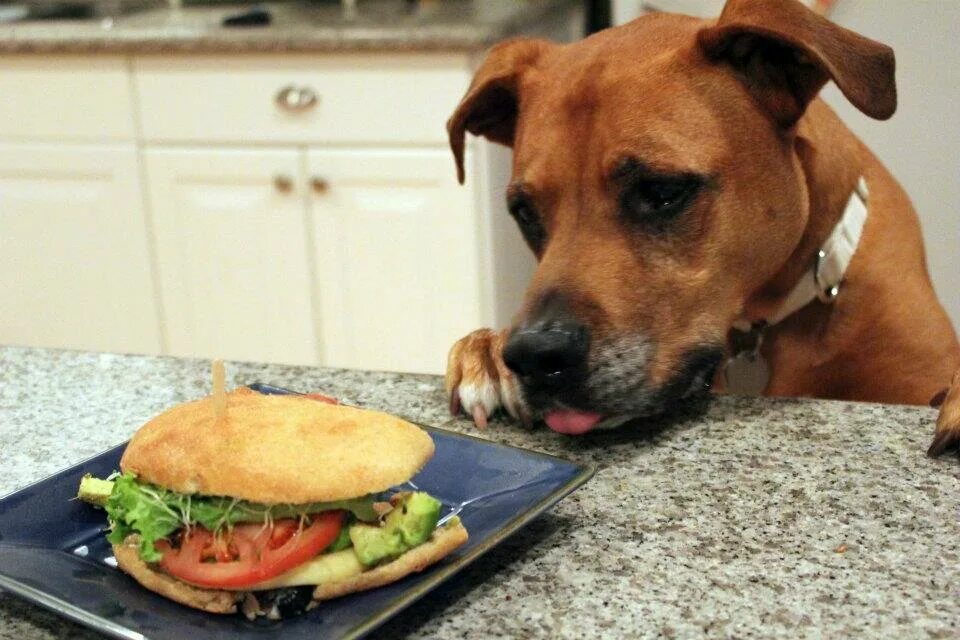Рука дает собаке еду. Еда для собак. Собака крадет еду. Стол для собак для еды. Собака ворует еду со стола.