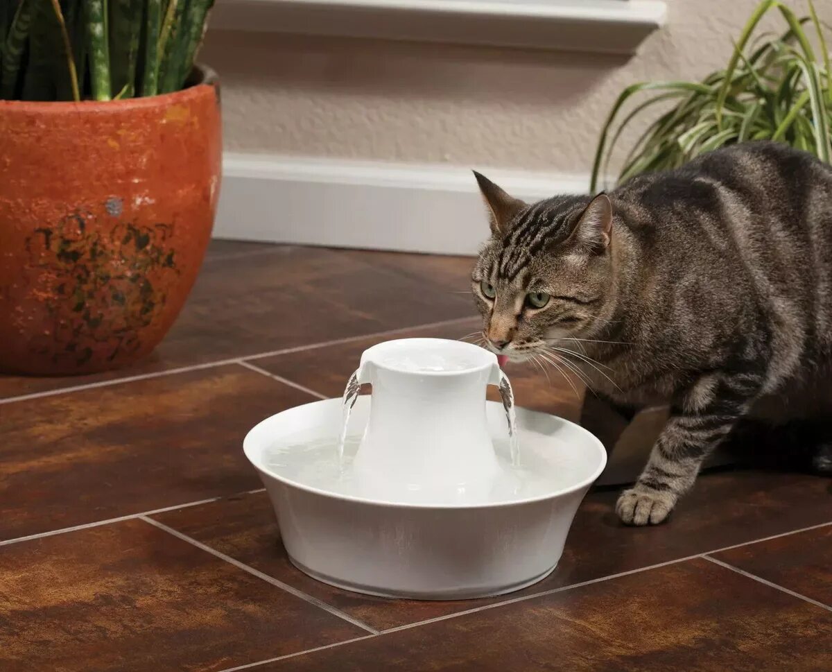 Фонтанчик для кошек. Керамическая поилка для кошек. Поилка фонтан для кошек. Кошачьи миски фонтанчик для кошки.