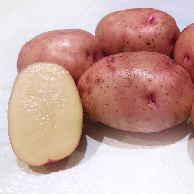 Сорт картофеля ранний характеристика отзывы. Сорт Хибинский ранний картофель. Сорт картофеля Метеор. Картофель Жуковский,Метеор. Сорт картофеля Калипсо.